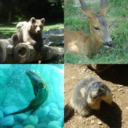 Parc animalier des Pyr�n�es
