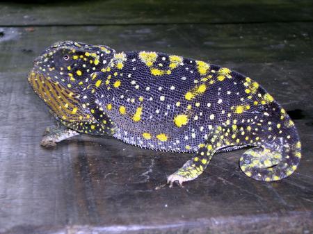 Cam�l�on photographi� par Papa