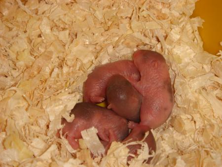 La descendance de Dame Chouchoutte....