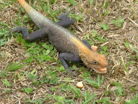 D�couverte de la faune du Gabon
